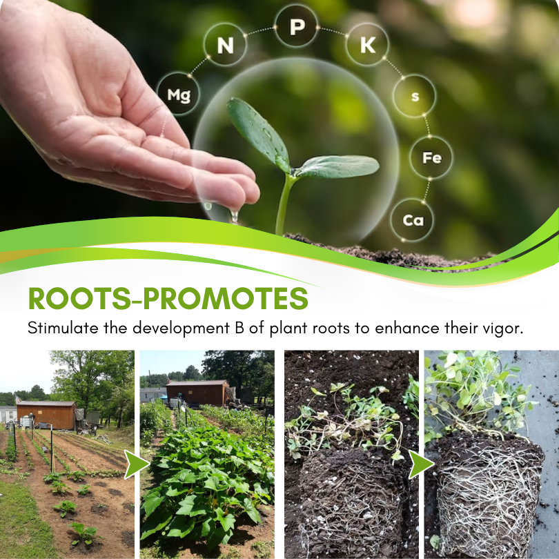 BloomGenius Universal Slow-Release Organic Fertilizer